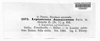 Leptostroma juncacearum image